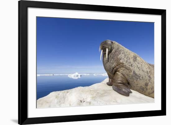 Walrus on Iceberg, Hudson Bay, Nunavut, Canada-Paul Souders-Framed Photographic Print