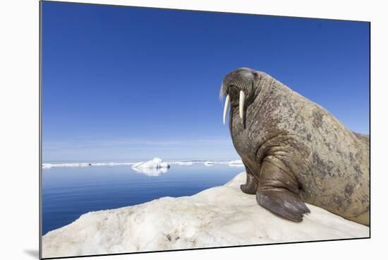 Walrus on Iceberg, Hudson Bay, Nunavut, Canada-Paul Souders-Mounted Photographic Print