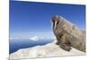 Walrus on Iceberg, Hudson Bay, Nunavut, Canada-Paul Souders-Mounted Photographic Print