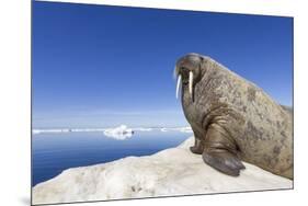 Walrus on Iceberg, Hudson Bay, Nunavut, Canada-Paul Souders-Mounted Photographic Print