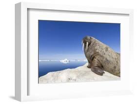 Walrus on Iceberg, Hudson Bay, Nunavut, Canada-Paul Souders-Framed Photographic Print