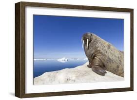 Walrus on Iceberg, Hudson Bay, Nunavut, Canada-Paul Souders-Framed Photographic Print