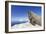 Walrus on Iceberg, Hudson Bay, Nunavut, Canada-Paul Souders-Framed Photographic Print