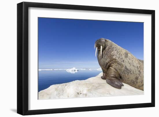 Walrus on Iceberg, Hudson Bay, Nunavut, Canada-Paul Souders-Framed Photographic Print