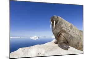 Walrus on Iceberg, Hudson Bay, Nunavut, Canada-Paul Souders-Mounted Photographic Print