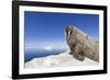 Walrus on Iceberg, Hudson Bay, Nunavut, Canada-Paul Souders-Framed Photographic Print