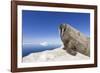 Walrus on Iceberg, Hudson Bay, Nunavut, Canada-Paul Souders-Framed Photographic Print