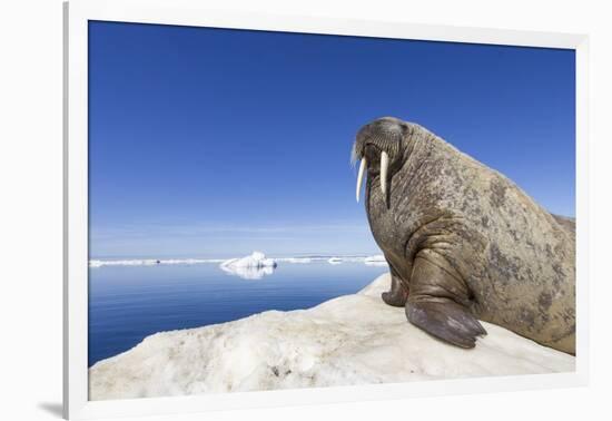 Walrus on Iceberg, Hudson Bay, Nunavut, Canada-Paul Souders-Framed Photographic Print