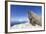 Walrus on Iceberg, Hudson Bay, Nunavut, Canada-Paul Souders-Framed Photographic Print