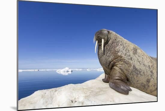 Walrus on Iceberg, Hudson Bay, Nunavut, Canada-Paul Souders-Mounted Photographic Print