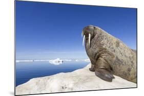 Walrus on Iceberg, Hudson Bay, Nunavut, Canada-Paul Souders-Mounted Photographic Print