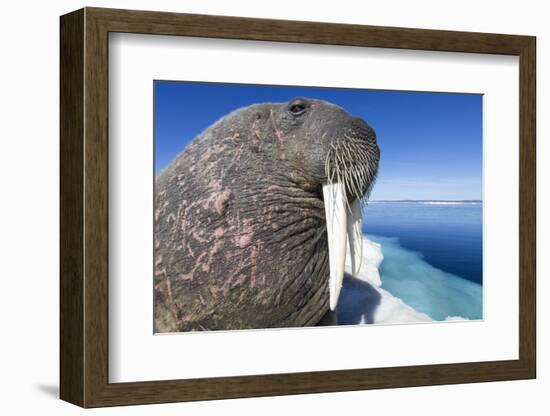 Walrus on Iceberg, Hudson Bay, Nunavut, Canada-Paul Souders-Framed Photographic Print