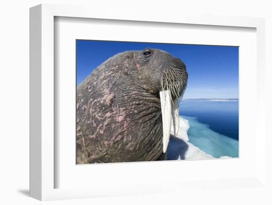 Walrus on Iceberg, Hudson Bay, Nunavut, Canada-Paul Souders-Framed Photographic Print