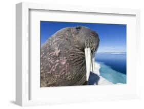 Walrus on Iceberg, Hudson Bay, Nunavut, Canada-Paul Souders-Framed Photographic Print