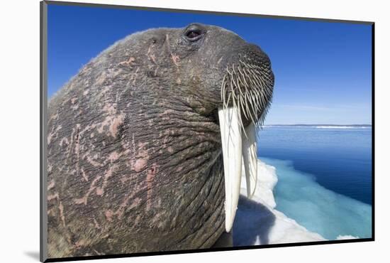 Walrus on Iceberg, Hudson Bay, Nunavut, Canada-Paul Souders-Mounted Photographic Print