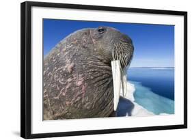 Walrus on Iceberg, Hudson Bay, Nunavut, Canada-Paul Souders-Framed Photographic Print