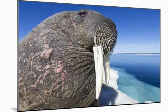 Walrus on Iceberg, Hudson Bay, Nunavut, Canada-Paul Souders-Mounted Photographic Print