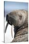 Walrus on Iceberg, Hudson Bay, Nunavut, Canada-Paul Souders-Stretched Canvas