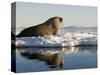 Walrus on Iceberg Near Kapp Lee in Midnight Sun-Paul Souders-Stretched Canvas