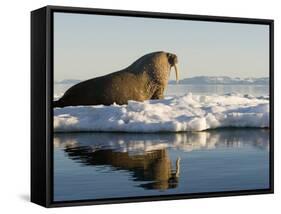 Walrus on Iceberg Near Kapp Lee in Midnight Sun-Paul Souders-Framed Stretched Canvas