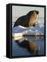 Walrus on Iceberg Near Kapp Lee in Midnight Sun-Paul Souders-Framed Stretched Canvas