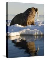 Walrus on Iceberg Near Kapp Lee in Midnight Sun-Paul Souders-Stretched Canvas