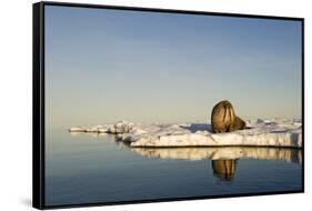 Walrus on Iceberg Near Kapp Lee in Midnight Sun-Paul Souders-Framed Stretched Canvas