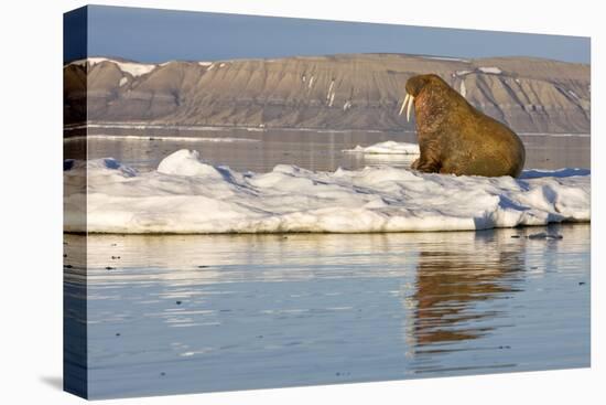 Walrus on Iceberg Near Kapp Lee in Midnight Sun-Paul Souders-Stretched Canvas