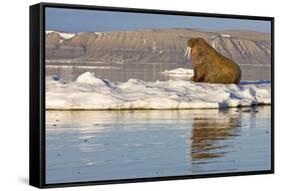 Walrus on Iceberg Near Kapp Lee in Midnight Sun-Paul Souders-Framed Stretched Canvas