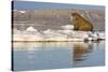 Walrus on Iceberg Near Kapp Lee in Midnight Sun-Paul Souders-Stretched Canvas