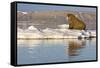 Walrus on Iceberg Near Kapp Lee in Midnight Sun-Paul Souders-Framed Stretched Canvas