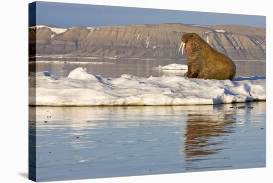 Walrus on Iceberg Near Kapp Lee in Midnight Sun-Paul Souders-Stretched Canvas