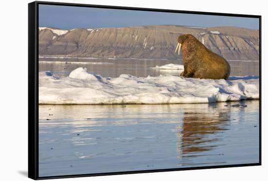 Walrus on Iceberg Near Kapp Lee in Midnight Sun-Paul Souders-Framed Stretched Canvas