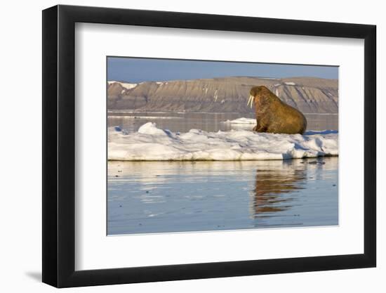Walrus on Iceberg Near Kapp Lee in Midnight Sun-Paul Souders-Framed Premium Photographic Print