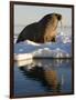 Walrus on Iceberg Near Kapp Lee in Midnight Sun-Paul Souders-Framed Photographic Print