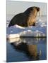 Walrus on Iceberg Near Kapp Lee in Midnight Sun-Paul Souders-Mounted Photographic Print