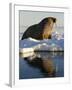 Walrus on Iceberg Near Kapp Lee in Midnight Sun-Paul Souders-Framed Photographic Print