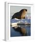 Walrus on Iceberg Near Kapp Lee in Midnight Sun-Paul Souders-Framed Photographic Print