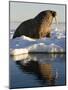 Walrus on Iceberg Near Kapp Lee in Midnight Sun-Paul Souders-Mounted Photographic Print