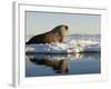 Walrus on Iceberg Near Kapp Lee in Midnight Sun-Paul Souders-Framed Photographic Print