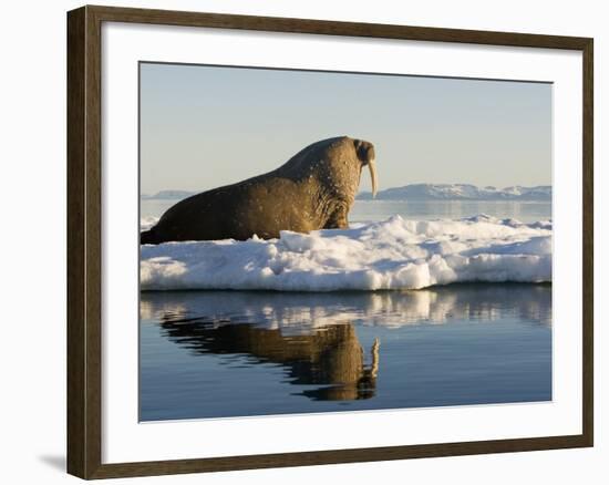 Walrus on Iceberg Near Kapp Lee in Midnight Sun-Paul Souders-Framed Photographic Print