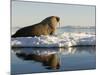 Walrus on Iceberg Near Kapp Lee in Midnight Sun-Paul Souders-Mounted Photographic Print