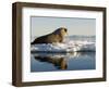 Walrus on Iceberg Near Kapp Lee in Midnight Sun-Paul Souders-Framed Photographic Print