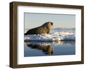 Walrus on Iceberg Near Kapp Lee in Midnight Sun-Paul Souders-Framed Photographic Print