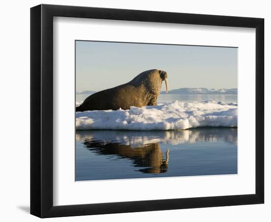 Walrus on Iceberg Near Kapp Lee in Midnight Sun-Paul Souders-Framed Photographic Print