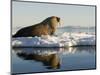 Walrus on Iceberg Near Kapp Lee in Midnight Sun-Paul Souders-Mounted Photographic Print