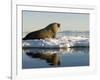 Walrus on Iceberg Near Kapp Lee in Midnight Sun-Paul Souders-Framed Photographic Print