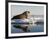 Walrus on Iceberg Near Kapp Lee in Midnight Sun-Paul Souders-Framed Photographic Print