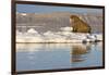 Walrus on Iceberg Near Kapp Lee in Midnight Sun-Paul Souders-Framed Photographic Print