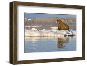 Walrus on Iceberg Near Kapp Lee in Midnight Sun-Paul Souders-Framed Photographic Print